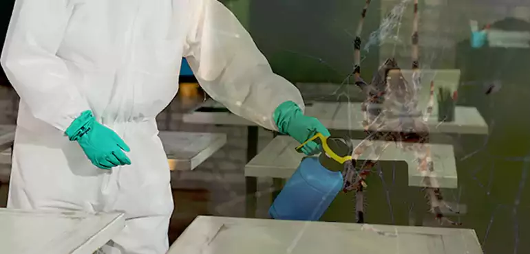 Why Buyers Still Want Homes With Pest Infestations in Toledo, OH?